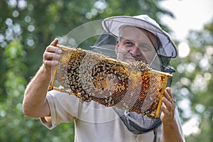 Beekeeper works in a hive - adds bees frame