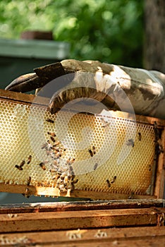 A beekeeper works with a hive of honey bees