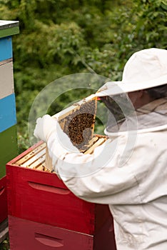 A beekeeper works with a hive of honey bees