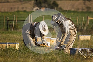 Beekeepers checking bee hives photo