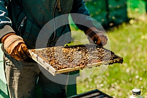 Beekeepers collect honey