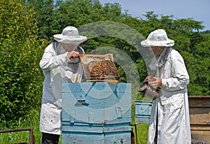 Beekeepers at hive 14
