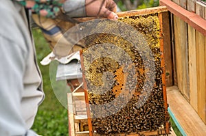 Beekeepers in a protective mask and other work equipment, working at home near the yard