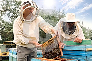 Beekeepers in uniform harvesting honey at apiary