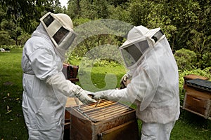 Beekeepers working with bees in forest
