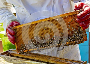 Beekeepers work on apiaries with hives in special protective clothing