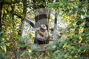 Beekeepers is working with bees and beehives on the apiary. Authentic scene of life in garden