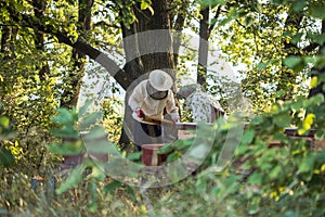 Beekeepers is working with bees and beehives on the apiary. Authentic scene of life in garden