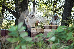 Beekeepers is working with bees and beehives on the apiary. Authentic scene of life in garden
