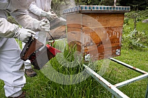 Beekeepers working with bees in forest
