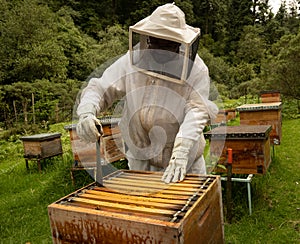 Beekeepers working with bees in forest