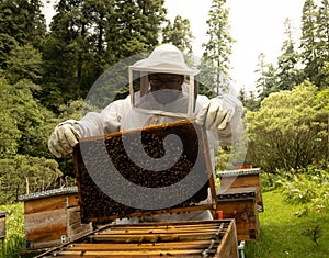 Beekeepers working with bees in forest