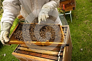 Beekeepers working with bees in forest