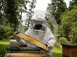 Beekeepers working with bees in forest