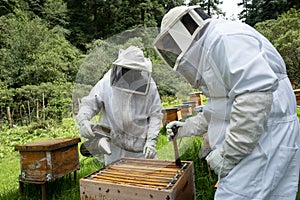 Beekeepers working with bees in forest