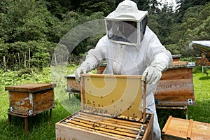 Beekeepers working with bees in forest