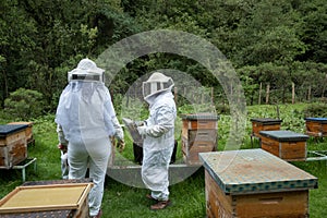 Beekeepers working with bees in forest