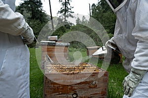 Beekeepers working with bees in forest