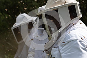 Beekeepers working with bees in forest