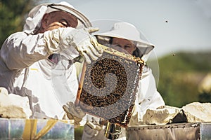 Beekeepers working collect honey. Apiculture.