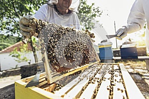 Beekeepers working to collect honey.