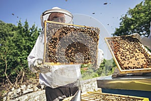 Beekeepers working to collect honey.