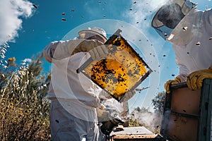 Beekeepers working to collect honey. Organic beekeeping concept.