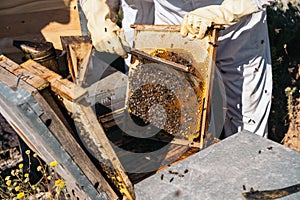 Beekeepers working to collect honey. Organic beekeeping concept.