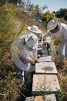 Beekeepers working to collect honey. Organic beekeeping concept.