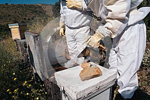 Beekeepers working to collect honey. Organic beekeeping concept.