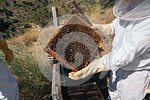 Beekeepers working to collect honey. Organic beekeeping concept.