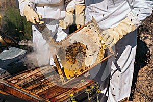 Beekeepers working to collect honey. Organic beekeeping concept.