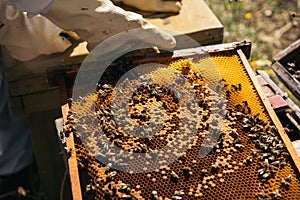 Beekeepers working to collect honey. Organic beekeeping concept.