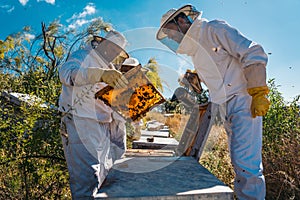 Beekeepers working to collect honey. Organic beekeeping concept.