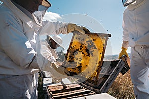 Beekeepers working to collect honey. Organic beekeeping concept.