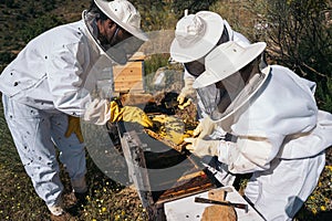 Beekeepers working to collect honey. Organic beekeeping concept.