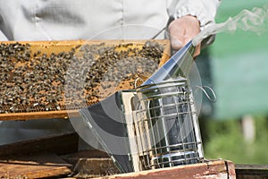 The beekeeperâ€™s smoker emits white smoke, fumigates bees when inspecting the hive