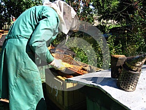 Beekeeping
