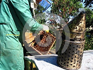 Beekeeping