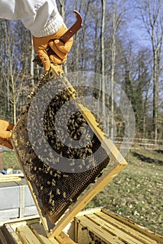 Beekeeping - Apiculteur - Ruches photo