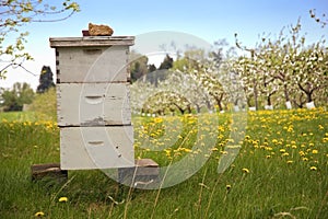 Beekeeping with Apple Trees photo