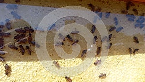 Beekeeping. Bee farm. Vital activity of live bees in a bee frame on honeycombs.