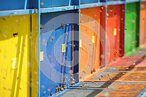 Beekeeping - Beehives