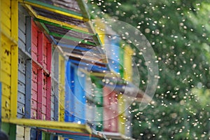 Beekeeping - Beehives