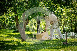 Beekeeping. Beekeeper collecting escaped bees swarm from a tree. Apiary background. photo