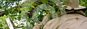 Beekeeping. Beekeeper collecting escaped bees swarm from a tree. Apiary background.