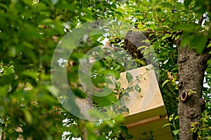 Beekeeping. Beekeeper collecting escaped bees swarm from a tree. Apiary background. photo