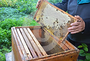 Beekeeping. Beekeeper holding with his hands frame of honeycomb from beehive with working honey bees.