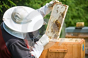 Beekeeping photo