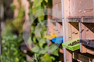 Beekeeping, bees collecting nectar